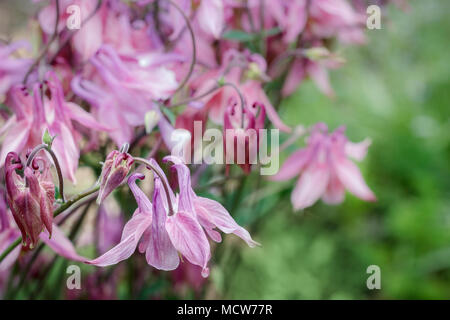 Ancolie rose fleurs, avec leurs longs éperons de nectar, sont considérés close-up contre un fond vert à la fin du printemps. Banque D'Images
