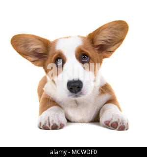 Brown et blanc Welsh Corgi Pembroke chiot gisant sur le sol vu de face à la adorable isolé sur fond blanc Banque D'Images