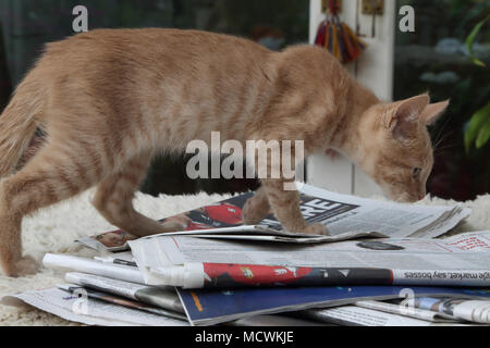 Homme âgé de dix semaines, Ginger Kitten debout sur pile de journaux Banque D'Images