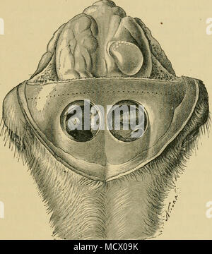 . Fig. 169.-invasion parasitaire des sinus et coenurosis (montrant le siège d'exploitation dans l'état). Le mouton est assez difficile, car certains des symptômes suggèrent gid. On trouve jamais les signes de la vraie gid, cependant, et, d'autre part, une certaine quantité d'attaques et de décharge de la renifle toujours exister. Enfin, gid (coenurosis) n'attaque que les jeunes animaux, tandis que les larves des oestridae sont plus commun dans des adultes. Pour confondre la maladie avec la bronchite verminous est encore moins probable, bien que pour une décharge existe dans les deux cas, c'est accompagnée par la toux de bronchite, une Banque D'Images