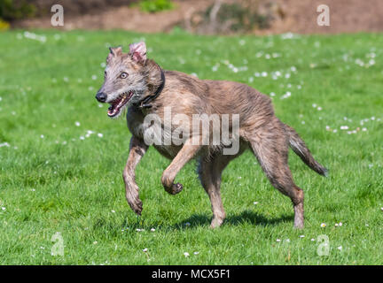 Femelle Scottish Deerhound Lurcher chien qui court sur l'herbe dans un parc au printemps au Royaume-Uni. Banque D'Images