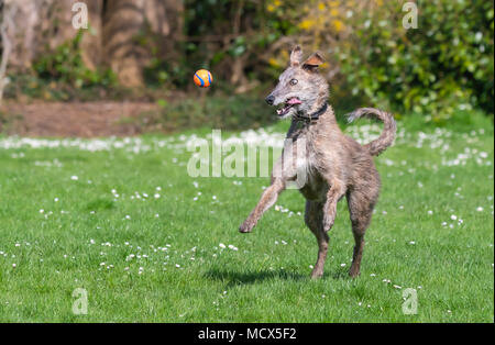 Femelle Scottish Deerhound Lurcher chien qui court avec une boule dans la bouche c'est dans un parc au soleil au printemps au Royaume-Uni. Banque D'Images