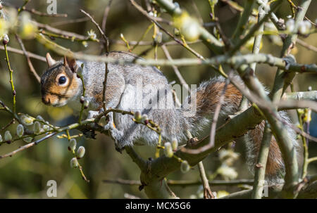 L'Écureuil gris (Sciurus carolinensis) assis dans un arbre au printemps dans le West Sussex, Angleterre, Royaume-Uni. L'Écureuil gris. Banque D'Images