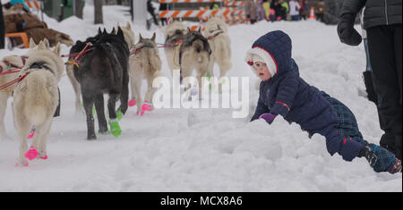 Soixante-sept chiens chassés de la 46th Annual Iditarod Trail Sled Dog Race avec un 11-mile de début de cérémonie grâce à Anchorage, Alaska, le 3 mars 2018. "La dernière grande course sur terre" jette 1 000 milles de l'Alaska des chaînes de montagnes déchiquetées, rivières gelées, forêts denses, désert, toundra et balayées par des kilomètres de côte au mushers et leurs équipes car elles fixent leurs yeux sur la ligne d'arrivée à Nome, sur la côte de la mer de Béring. (U.S. Photo de l'Armée de l'air par la Haute Airman Curt Beach) Banque D'Images