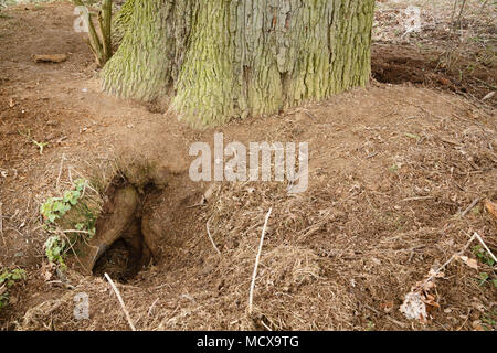 Entrée d'un blaireau sett dans les bois Banque D'Images