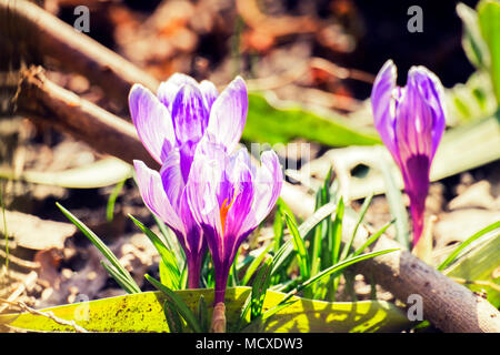 Purple fleurs de printemps. Les crocus violet dans les rayons du soleil du matin (Crocus vernus) Banque D'Images