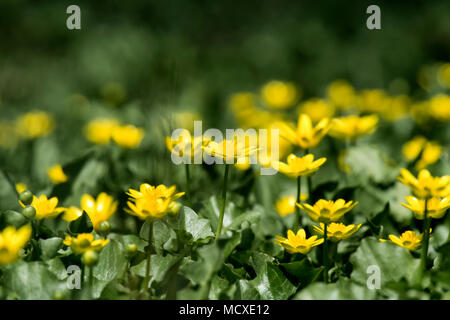 Floraison de moindre jaune chélidoine. Les petites fleurs de printemps jaune (Ficaria verna) Banque D'Images