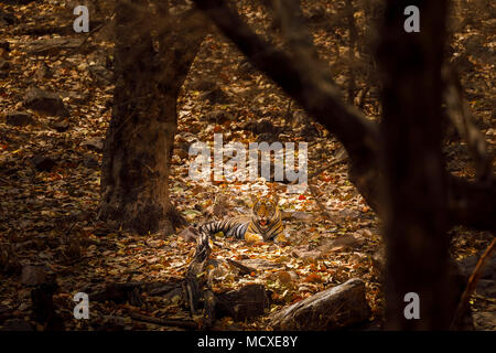 Tigre du Bengale (Panthera tigris) fixant au repos dans la lumière en pommelé camouflés woodland, le parc national de Ranthambore, Rajasthan, Inde du nord Banque D'Images