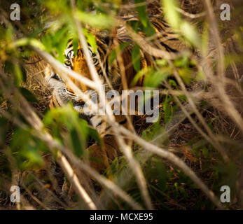 Homme tigre du Bengale (Panthera tigris) dissimulé dans des sous-bois, le parc national de Ranthambore, Rajasthan, Inde du nord Banque D'Images