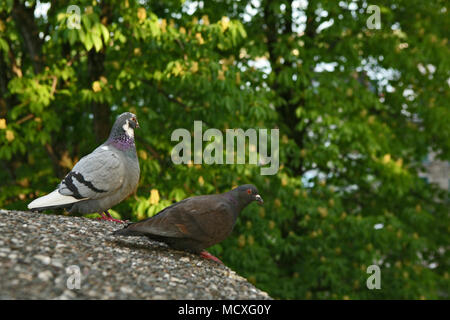 Deux pigeons assis sur un mur dans le Vieux Québec Canada Banque D'Images