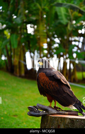 Harris Hawk dans le parc d'un hôtel de luxe à Funchal Madeira Portugal appelé Soleil. Banque D'Images