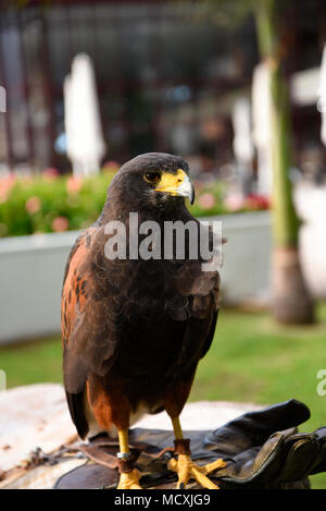 Harris Hawk dans le parc d'un hôtel de luxe à Funchal Madeira Portugal appelé Sunshine Banque D'Images