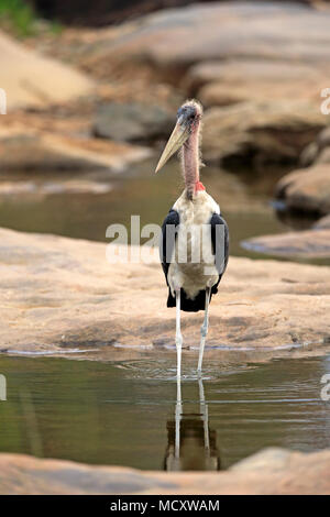 Marabou stork (crumeniferus Flamant rose (Phoenicopterus ruber), adulte, dans l'eau, Kruger National Park, Afrique du Sud Banque D'Images