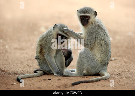 Un singe (Chlorocebus pygerythrus), avec de jeunes adultes de sexe féminin pou principal, le comportement social, soins de manteau, Kruger National Park Banque D'Images