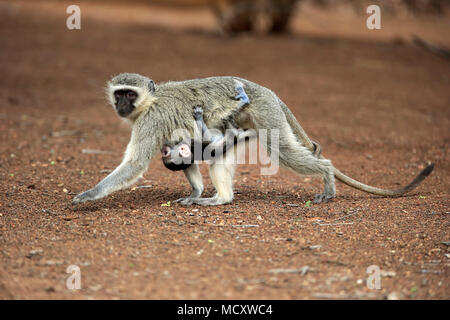Un singe (Chlorocebus pygerythrus), femelle adulte, porte jeune, marche à pied, le comportement social, Kruger National Park Banque D'Images