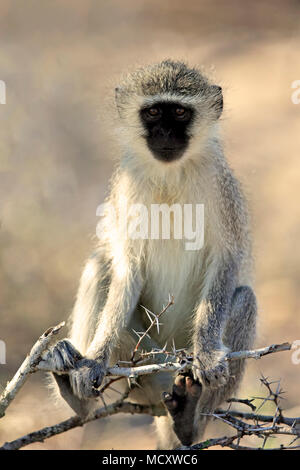 Un singe (Chlorocebus pygerythrus), adulte, se trouve sur l'Acacia, Kruger National Park, Afrique du Sud Banque D'Images