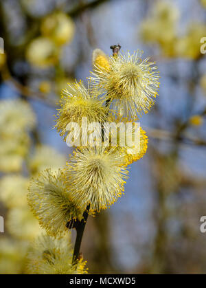 La floraison mâle chatons des saules, Chèvre des saules (Salix caprea), Haute-Bavière, Bavière, Allemagne Banque D'Images