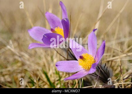 Pince de cuisine (Pulsatilla vulgaris), Garchinger Heide, Haute-Bavière, Bavière, Allemagne Banque D'Images