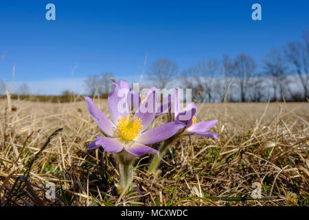 Pince de cuisine (Pulsatilla vulgaris), Garchinger Heide, Haute-Bavière, Bavière, Allemagne Banque D'Images