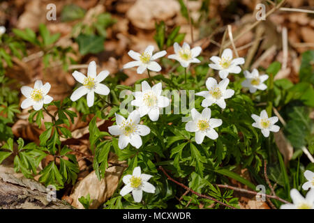 Bois des anémones (Anemone nemorosa), la floraison, la Haute-Bavière, Bavière, Allemagne Banque D'Images