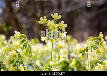 Vrai oxlip (Primula elatior), la floraison, la Haute-Bavière, Bavière, Allemagne Banque D'Images