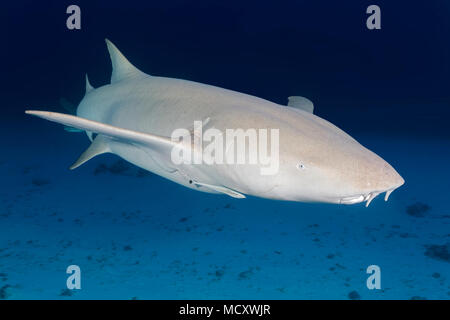 Requin nourrice fauve (Nebrius ferrugineus), de l'Océan Indien, les Maldives Banque D'Images