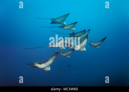 Swarm Spotted Eagle rays (Aetobatus narinari), de l'Océan Indien, les Maldives Banque D'Images