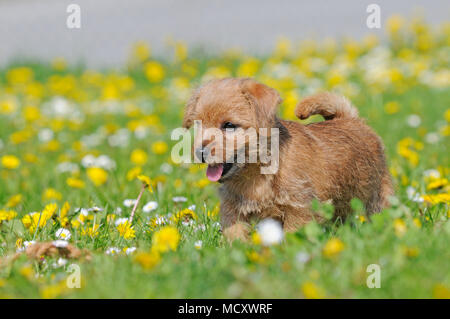 Terrier de Norfolk, 8 semaines, minet, sur le pissenlit prairie Banque D'Images