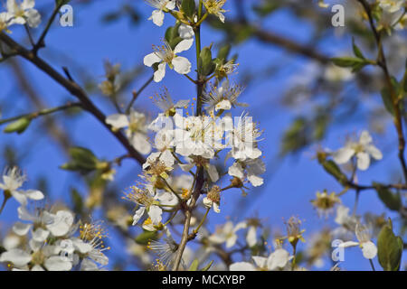 Fleurs blanches, Prunellier (Prunus spinosa) au printemps, Gauting, Upper Bavaria, Bavaria, Germany Banque D'Images