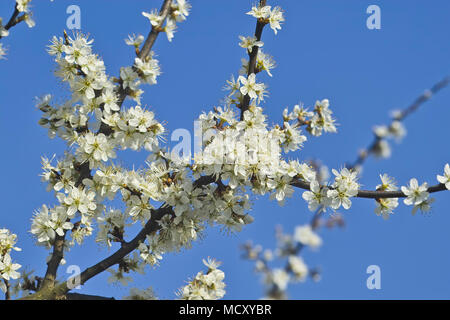 Fleurs blanches, Prunellier (Prunus spinosa) au printemps, Gauting, Upper Bavaria, Bavaria, Germany Banque D'Images