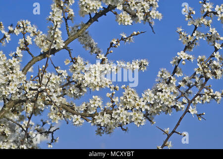 Fleurs blanches, Prunellier (Prunus spinosa) au printemps, Gauting, Upper Bavaria, Bavaria, Germany Banque D'Images