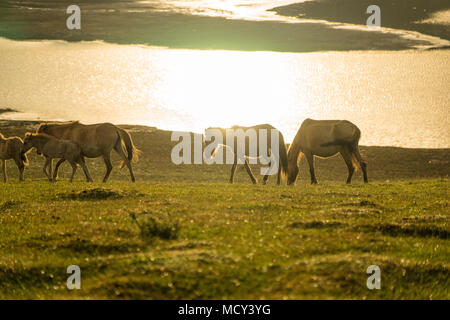 L'WILDHORSES JOUANT, manger et traverser la petite rivière dans la région de Dalat, Vietnam Banque D'Images