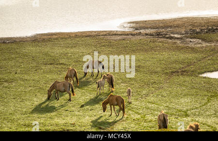 L'WILDHORSES JOUANT, manger et traverser la petite rivière dans la région de Dalat, Vietnam Banque D'Images