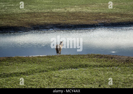 L'WILDHORSES JOUANT, manger et traverser la petite rivière dans la région de Dalat, Vietnam Banque D'Images