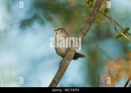 (Ferminia cerverai Zapata Wren) en voie de disparition, Zapata Swamp, oiseau endémique à Cuba Banque D'Images