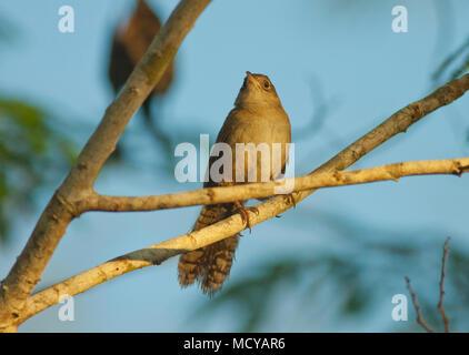 (Ferminia cerverai Zapata Wren) en voie de disparition, Zapata Swamp, oiseau endémique à Cuba Banque D'Images