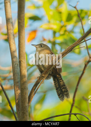 (Ferminia cerverai Zapata Wren) en voie de disparition, Zapata Swamp, oiseau endémique à Cuba Banque D'Images