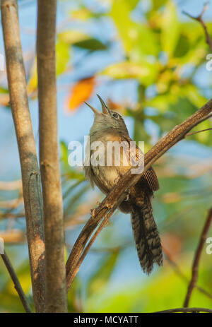 (Ferminia cerverai Zapata Wren) en voie de disparition, Zapata Swamp, oiseau endémique à Cuba Banque D'Images