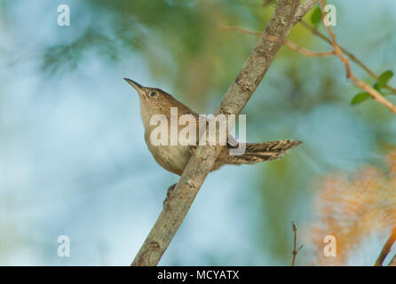 (Ferminia cerverai Zapata Wren) en voie de disparition, Zapata Swamp, oiseau endémique à Cuba Banque D'Images