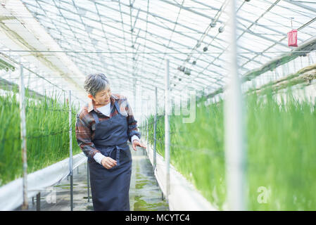 Contrôle de la qualité des légumes Senior woman in greenhouse Banque D'Images