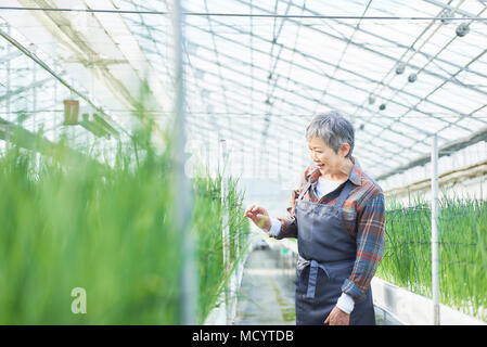 Contrôle de la qualité des légumes Senior woman in greenhouse Banque D'Images