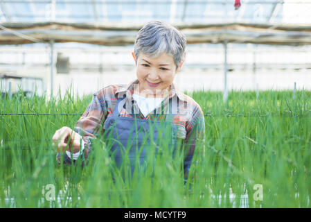 Contrôle de la qualité des légumes Senior woman in greenhouse Banque D'Images