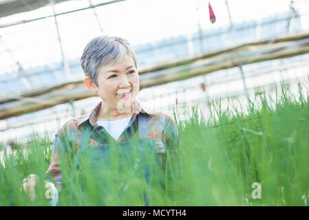 Contrôle de la qualité des légumes Senior woman in greenhouse Banque D'Images