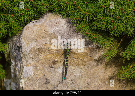 Un homme le sud de Hawker Aeshna cyanea) dragonfly (une des plus grosses espèces au Royaume-Uni, se prélassant sur un bloc de calcaire en Grande-Bretagne, Angleterre, RU Banque D'Images