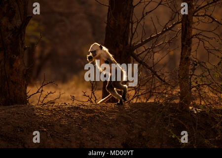 Active rétroéclairé entelle gris juvéniles (Semnopithecus animaux singe), un singe vervet, le parc national de Ranthambore, Rajasthan, Inde du nord, la marche debout Banque D'Images