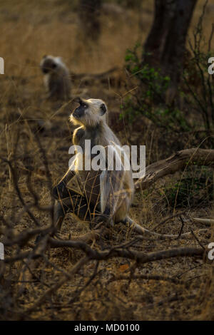 Un écran rétroéclairé entelle gris adultes (Semnopithecus animaux singe), un singe vervet, est assis sur un journal, le parc national de Ranthambore, Rajasthan, Inde du nord Banque D'Images