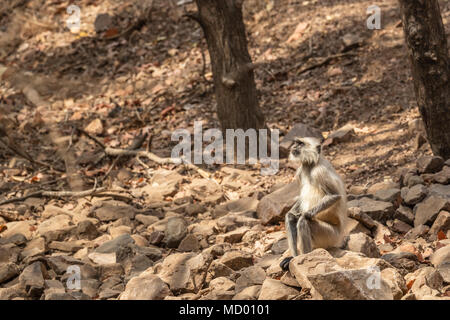 Personnes âgées gray langur (Semnopithecus animaux singe), un singe vervet, assis sur des rochers dans le parc national de Ranthambore, Rajasthan, Inde du nord Banque D'Images