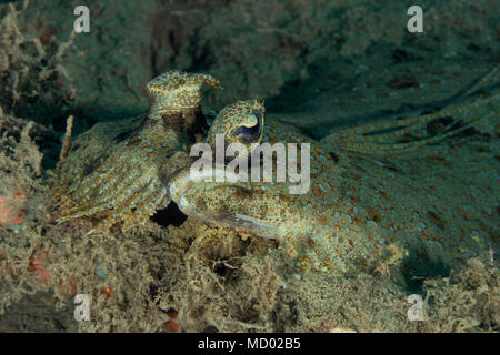 (Bothus pantherinus Leopard jaune). Photo a été prise dans la mer de Banda, Ambon, la Papouasie occidentale, en Indonésie Banque D'Images