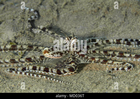 Le poulpe mimic (Thaumoctopus mimicus). Photo a été prise dans la mer de Banda, Ambon, la Papouasie occidentale, en Indonésie Banque D'Images