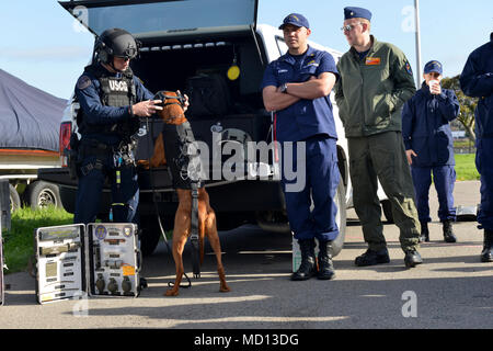 Garde côtière canadienne Maître de 1re classe Sumner Cory et son partenaire canin Feco, affecté à la sécurité maritime et l'équipe de sécurité 91105, basée à Alameda, Californie, se préparent à mener une prestation verticale et de levage de l'exercice avec un Air Station San Francisco à bord d'un équipage d'hélicoptère MH-65 Dolphin au cours d'une démonstration du programme de détection des explosifs Canine sur l'île de la Garde côtière à Alameda, 23 mars 2018. Sumner et Feco train pour fonctionner partout où elles sont nécessaires et peuvent être levées de l'air en hélicoptère et hissé jusqu'à un pont de bateau si nécessaire. Banque D'Images